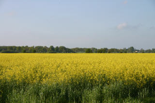 Rapsfeld Nhe Hochdonn, in Dithmarschen, am Nord-Ostsee-Kanal, Nhe Nordsee