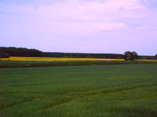 Rapsblte in Ditmarschen an der Westkste von Schleswig-Holstein